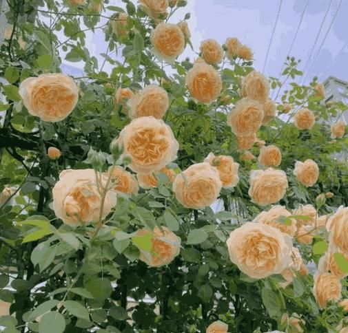 Imported Elegant Climbing Rose Flower Seeds