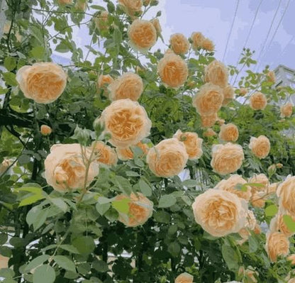 Imported Elegant Climbing Rose Flower Seeds