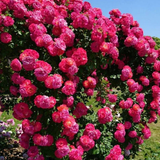 Imported Elegant Climbing Rose Flower Seeds